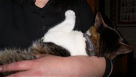 �Ѥ���������ġ�