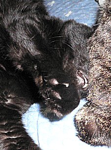 ジブ、くろん ジブ、くろん
