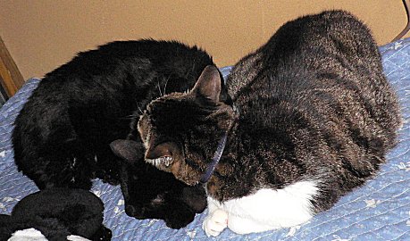 ジブとくろん ジブとくろん