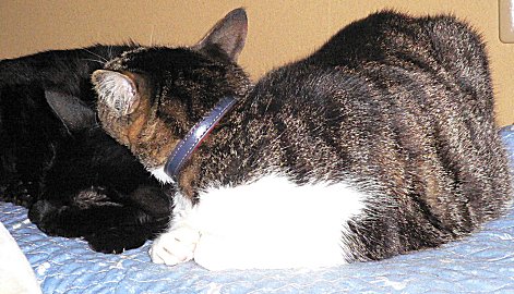 ジブとくろん ジブとくろん