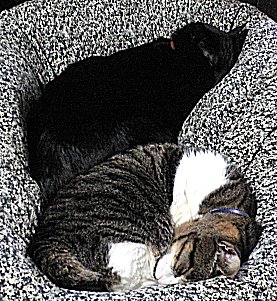 ジブとくろん ジブとくろん