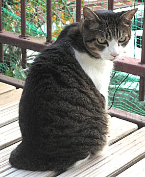 ジブ