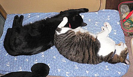 ジブとくろん