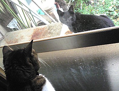 ジブと外猫さん