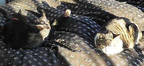 ジブとくろん ジブとくろん