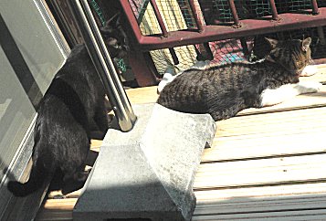 ジブ、夜 2 ジブ、夜 2