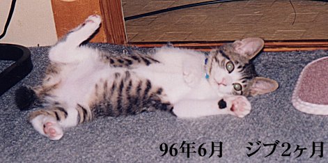 ジブ　１