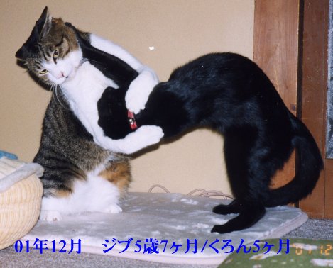 ジブ　３