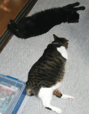 ここ、風の通りがいいんだよ。そでひゅよ