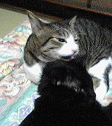 身繕いしてあげるよ〜、くろん。ありがとでひゅ。