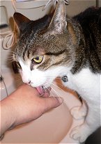 ぺろぺろ……ごろごろ……