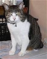 ごろごろごろごろ……