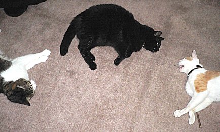 息子たち 息子たち