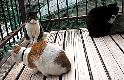 ジブ、くろん、十兵衛 ジブ、くろん、十兵衛