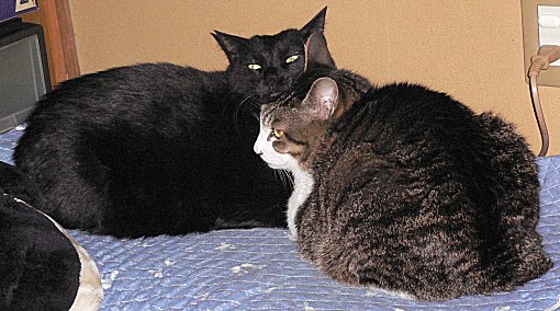 ジブ、くろん ジブ、くろん