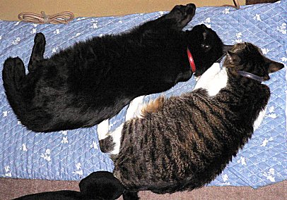 ジブ、くろん ジブ、くろん