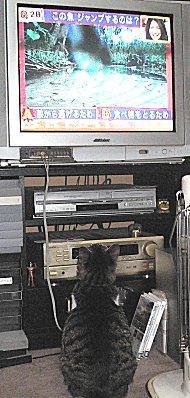 ジブ夢中