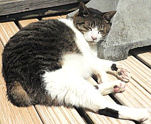 ジブのごろん