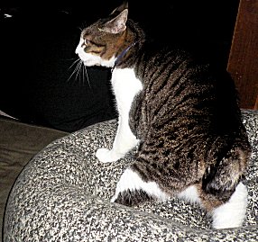 ジブ