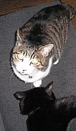 ジブとくろん
