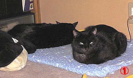 ①　くろんと夜