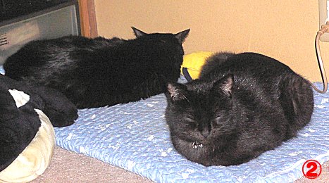 ②　くろんと夜