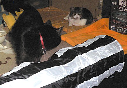 ジブ、くろん ジブ、くろん