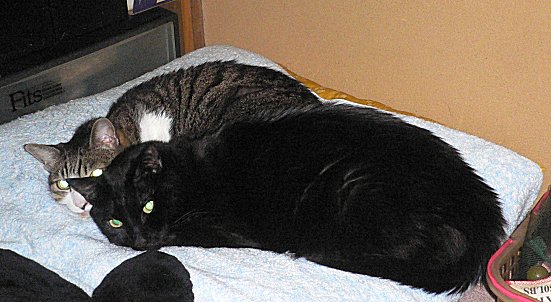 ジブ、くろん　１