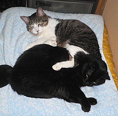 ジブ、くろん 3 ジブ、くろん 3