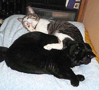 ジブ、くろん 2 ジブ、くろん 2