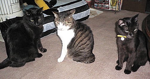 ジブ、くろん、夜