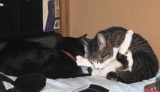 ジブ、くろん　１