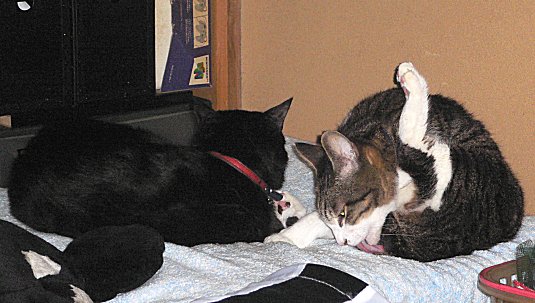 ジブ、くろん　２