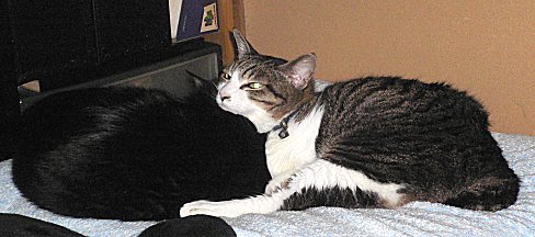 ジブ、くろん　２