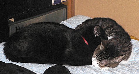 ジブ、くろん　３