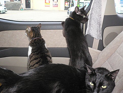 ジブ、くろん、夜　１