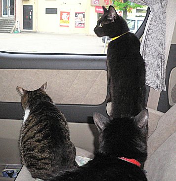 ジブ、くろん、夜　２