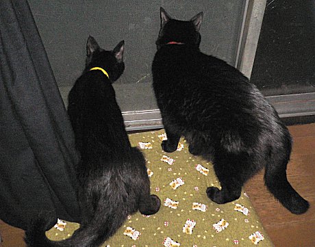 くろん、夜　１