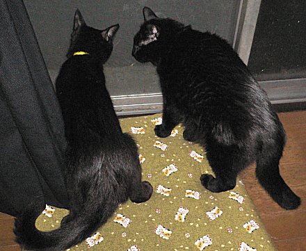 くろん、夜 2 くろん、夜 2