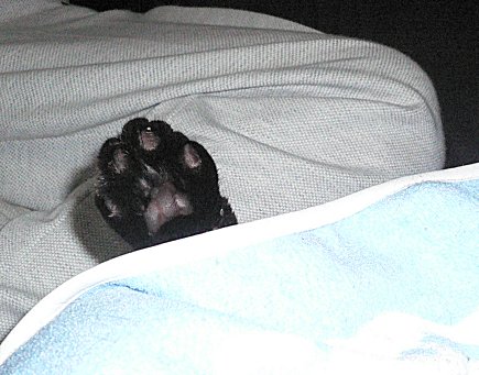 夜